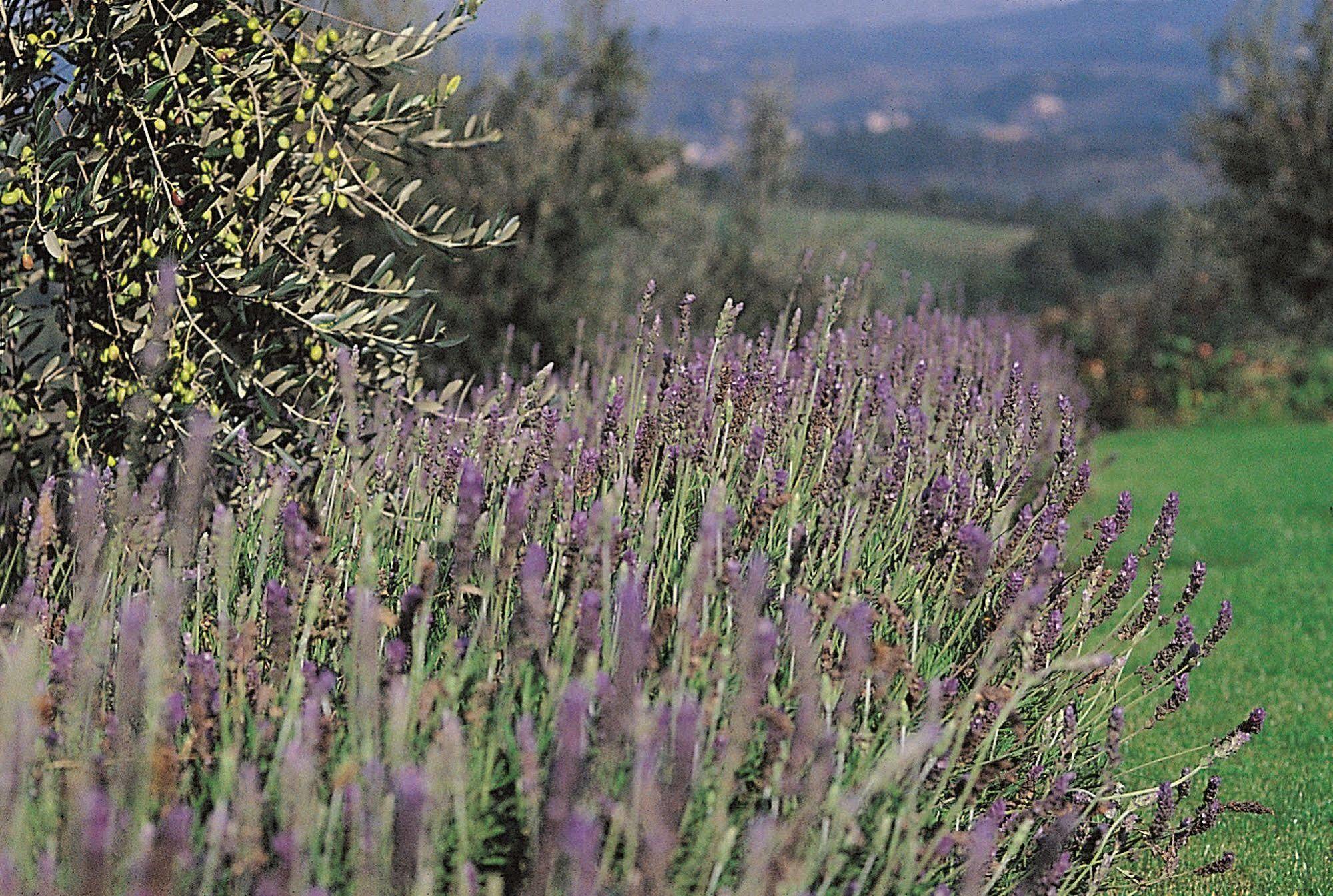 Podere Il Pino 포지본시 외부 사진